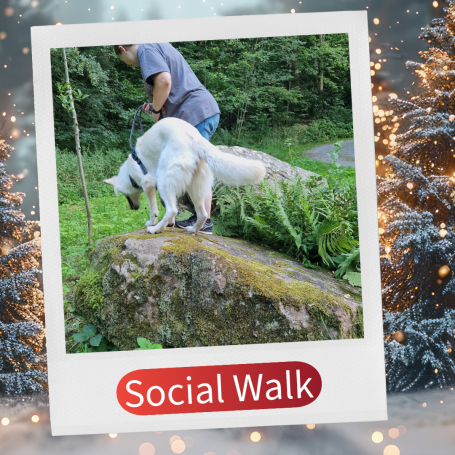 Hund steht auf einem großen Stein, während eine Person ihn an der Leine hält.