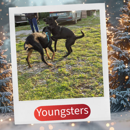 Zwei spielende Hunde auf einer grünen Wiese, umgeben von festlicher Dekoration.