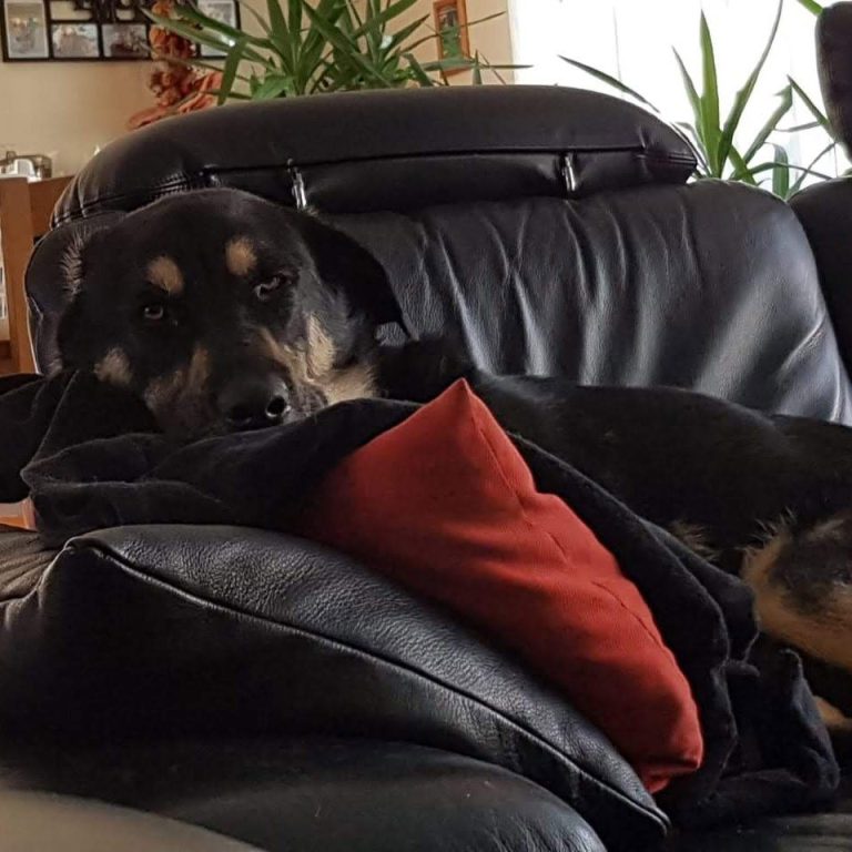 Christiana Gramlich Hundetrainerin in Walldürn und Umgebung Schwarzer Hund liegt auf einem schwarzen Softa