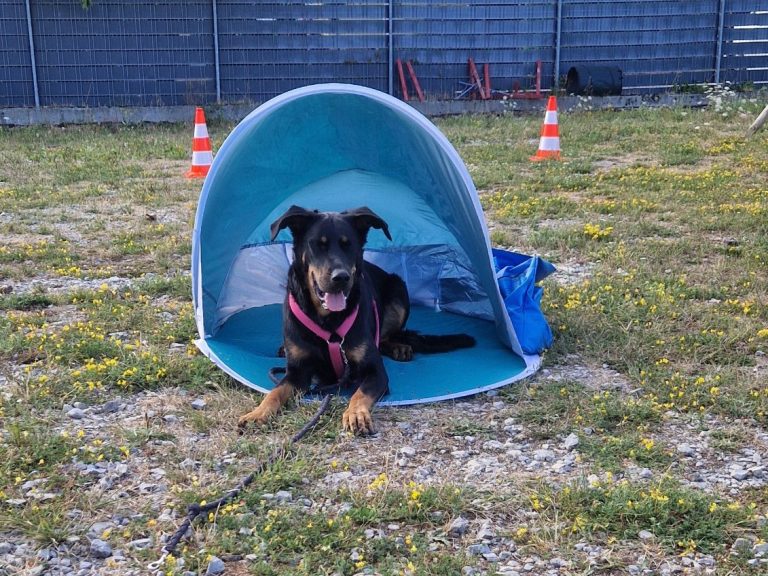 Gesunde Auslastung für Hunde - Christiana Gramlich im Training Schwarzer Hund bei Crossdogging Übung in einer Muschel - Signal Schatten suchen
