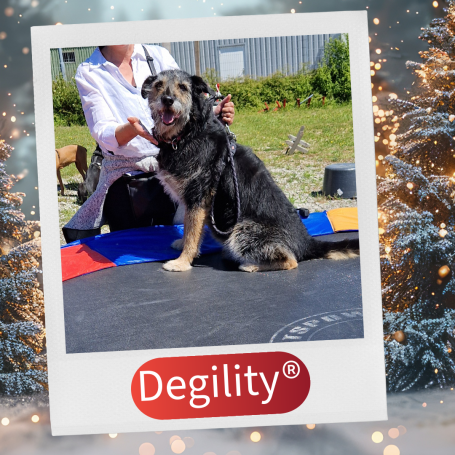 Ein Hund sitzt auf einer Matte, während eine Person ihn sanft hält.