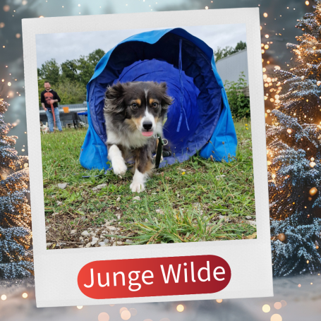 Ein Hund läuft aus einem blauen Tunnel auf einer Wiese.