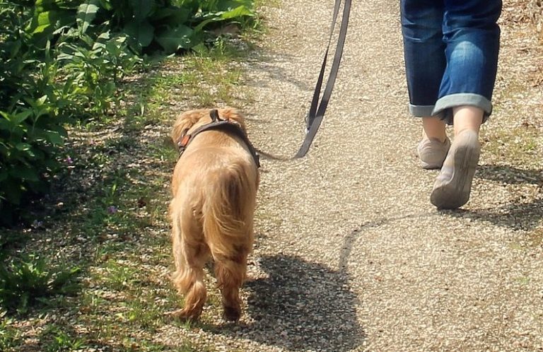 Welpe an der Leine Christiana Gramlich Hundetrainerin Eine Person mit Jeans führt einen kleinen Hund an der Leine auf einem Weg.