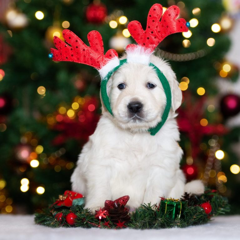 Ein Welpe mit Rentiergeweih und Weihnachtskranz vor einem festlichen Baum.