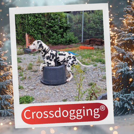 Ein Dalmatiner steht auf einem großen Behälter im Garten.