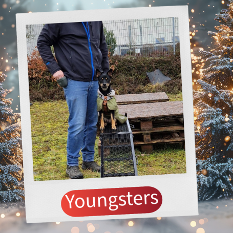 Junger Hund steht auf einer Plattform neben einer Person im Freien.