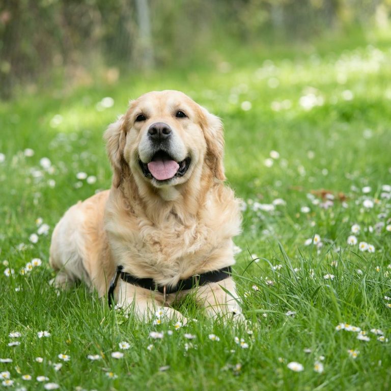 Social Walk - Lernspaziergänge Christiana Gramlich Drei Hunde werden von Personen auf einem Gehweg bei Nacht spazieren geführt.