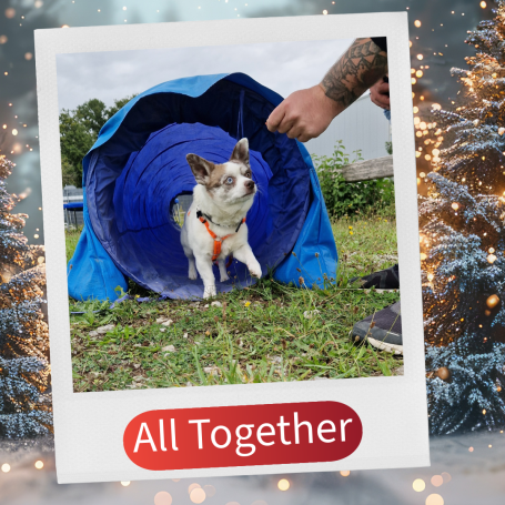 Ein kleiner Hund, der aus einem blauen Tunnel herauskommt. Grüne Wiese im Hintergrund.
