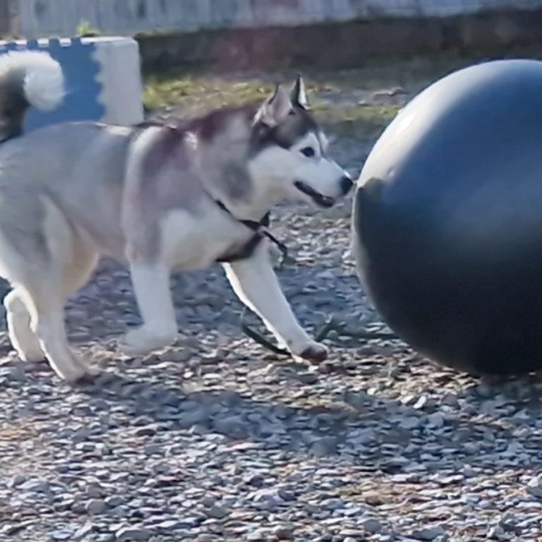 Ein Husky läuft spielend einem großen schwarzen Ball hinterher.