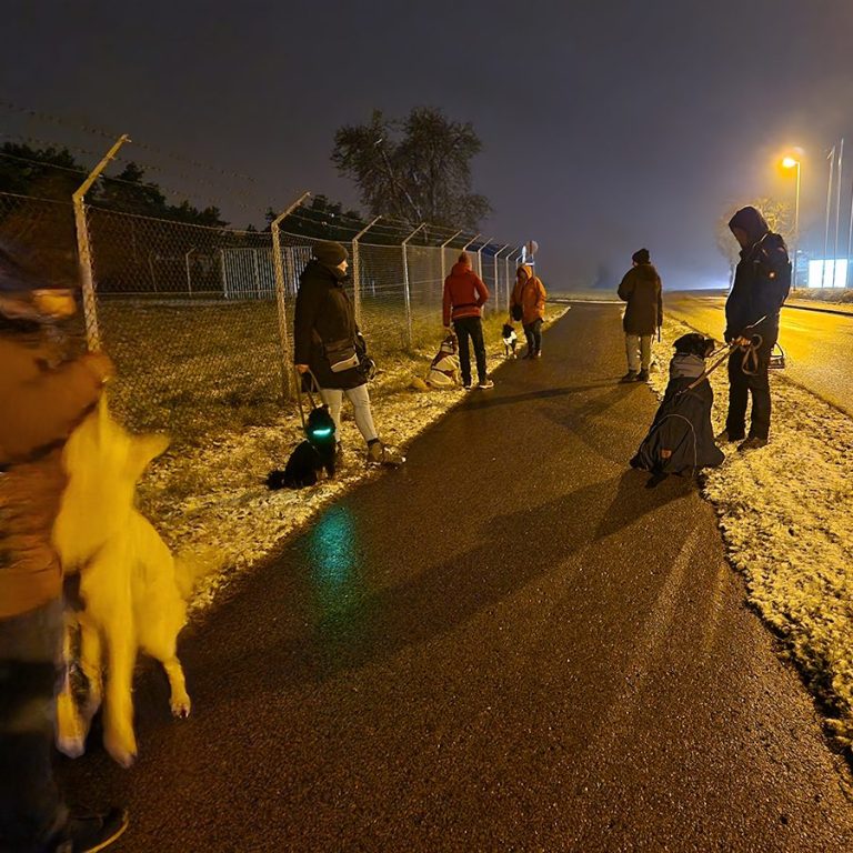 Kurs Hundeführerschein - Christiana Gramlich Gruppen von Menschen und Hunden auf einem schneebedeckten Weg bei Nacht.