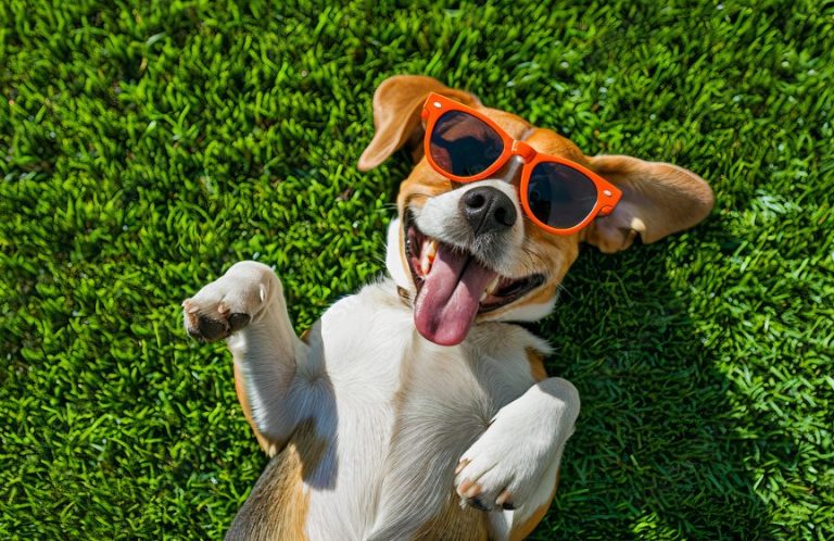 Kostenloser Vortragsabend Glücklicher Hund Christiana Gramlich Hundetraining Ein fröhlicher Hund mit Sonnenbrille liegt auf grünem Gras.