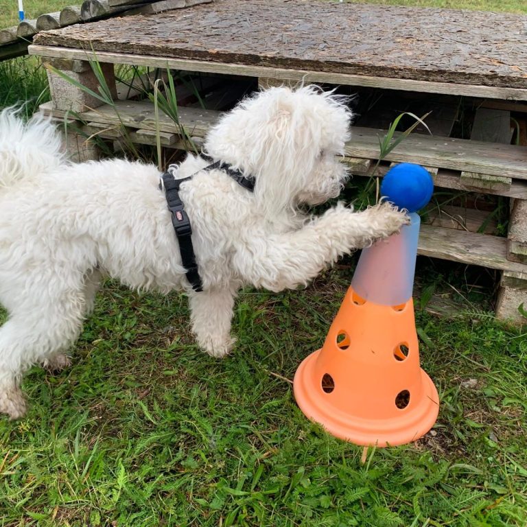 Crossdogging Starter Kurs 2026 Christiana Gramlich Hundetrainerin Ein kleiner weisser Hund schubst einen Ball von einer Pylone