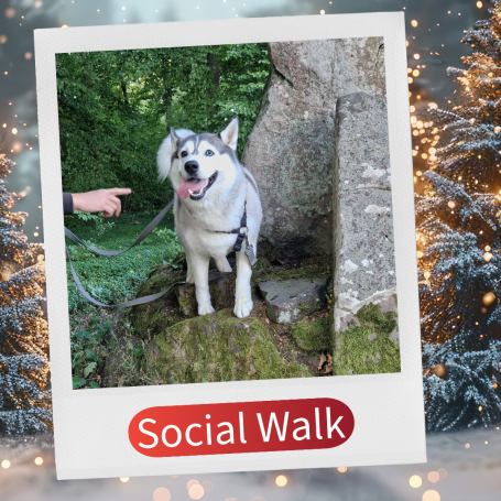 Ein glücklicher Hund steht auf einem Felsen im Wald, während eine Hand auf ihn zeigt.