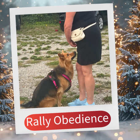 Schäferhund sitzt vor einer Person, die auf ihn schaut, in einem Trainingsumfeld.