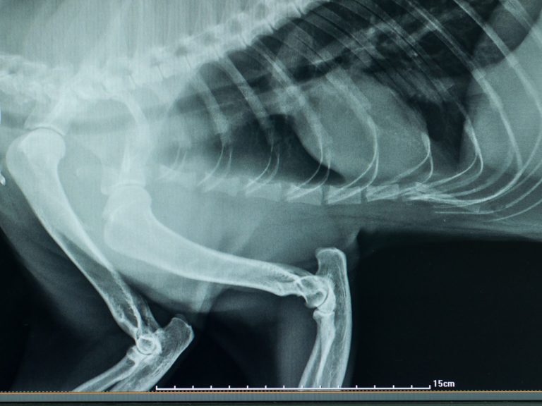 Bild gesunder Brustkorb Hund - Christiana Gramlich Hundetrainerin Walldürn Röntgenaufnahme eines Tieres, zeigt Brust- und Bauchorgane.