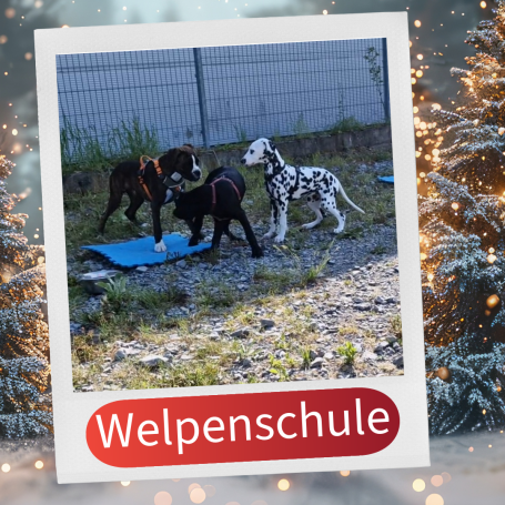 Spielende Welpen in einer Welpenschule, umgeben von grünem Gras und Zaun.