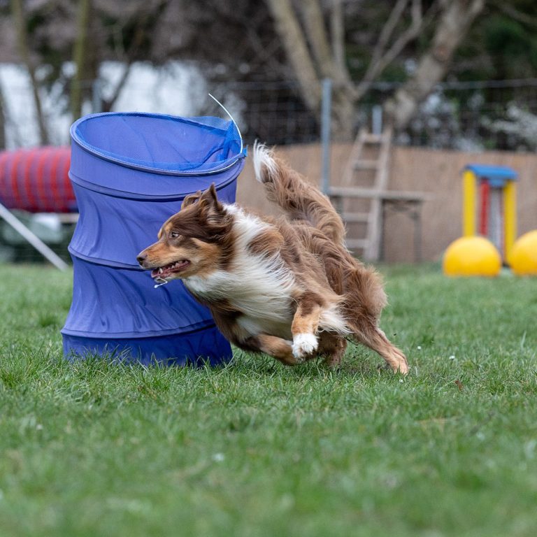 Ein Dalmatiner-Welpe schläft auf der Schulter einer Person mit rotem Pullover.