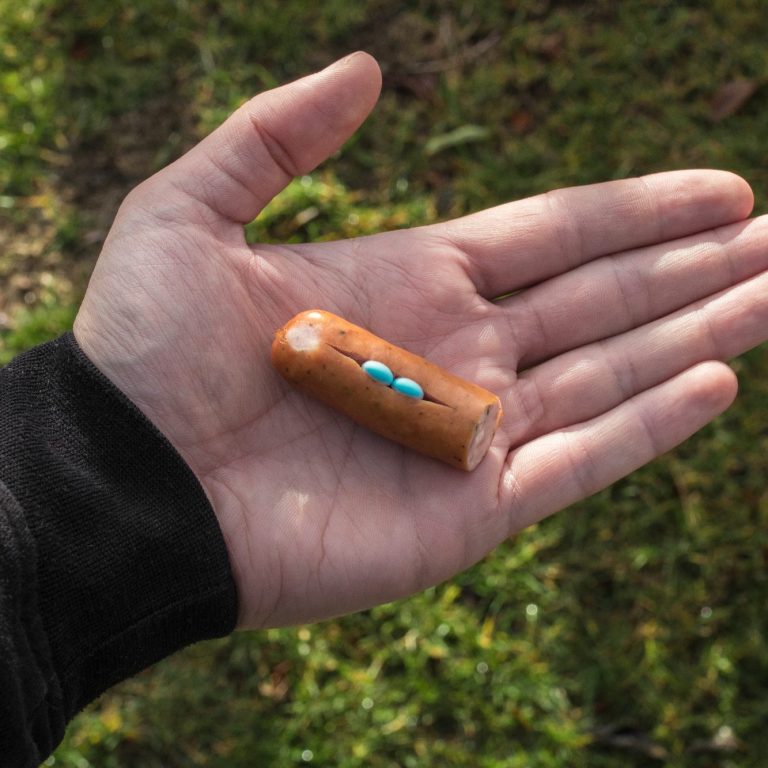 Sechs Personen mit Hunden stehen draußen und halten Urkunden in den Händen.