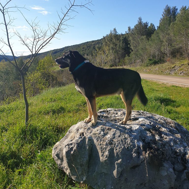 Ein Hund steht auf einem Felsen und blickt in die Landschaft.