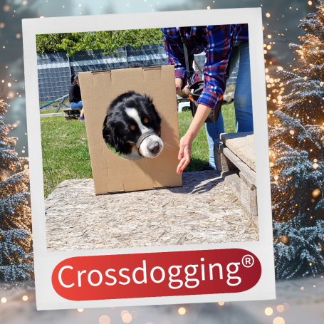 Ein Hund steckt mit dem Kopf in einem Karton, während jemand ihn hält.