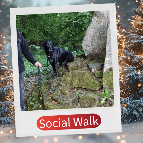 Schwarzer Hund sitzt auf moosbedecktem Felsen während eines Spaziergangs.