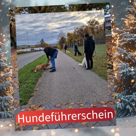 Menschen führen Hunde auf einem Waldweg, umgeben von herbstlichen Bäumen.