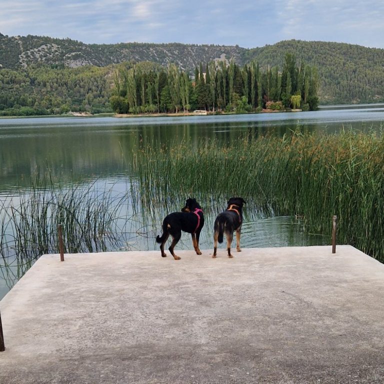 TRainingswoche in Dalmatien - Christiana Gramlich Hundetrainerin in Walldürn und Umgebung Zwei Hunde stehen auf einem Steg am Wasser, umgeben von grüner Vegetation.