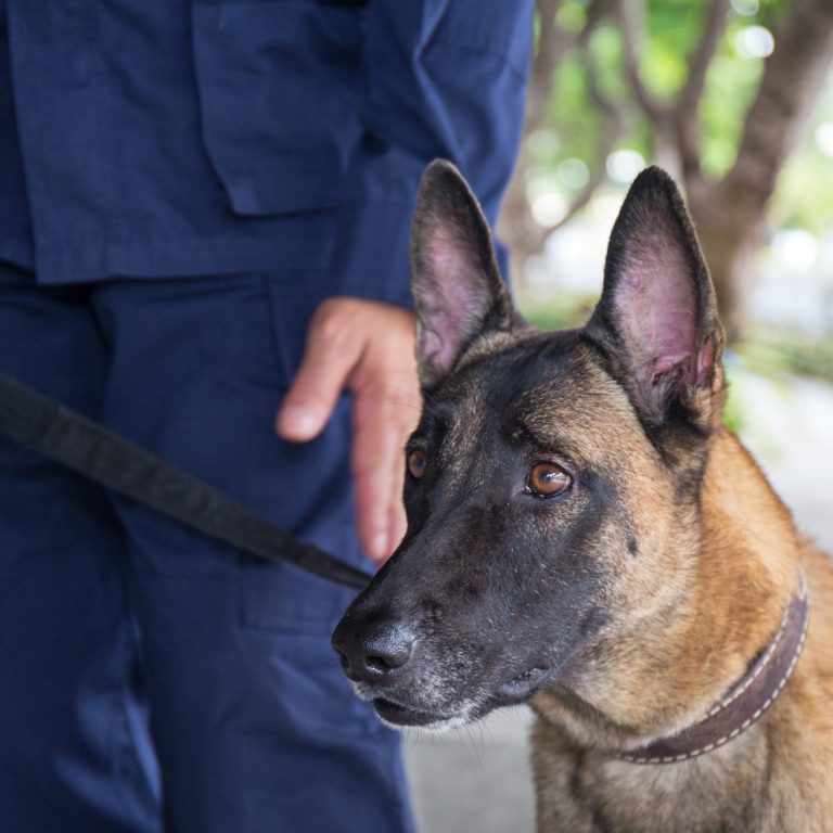 Ein Malinois-Hund steht neben einer Person in Uniform, mit einer Leine in der Hand.