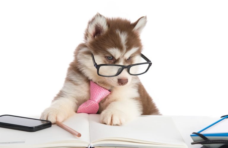 Kostenloser Vortragsabend Lernverhalten Hund Christiana Gramlich Hundetraining Ein fröhlicher Hund mit Sonnenbrille liegt auf grünem Gras.