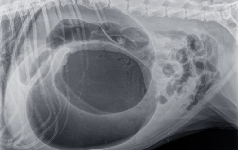 Magendrehung Hund - Christiana Gramlich Hundetrainerin Walldürn Röntgenaufnahme eines menschlichen Bauchraums mit sichtbarem Magen und Organen.