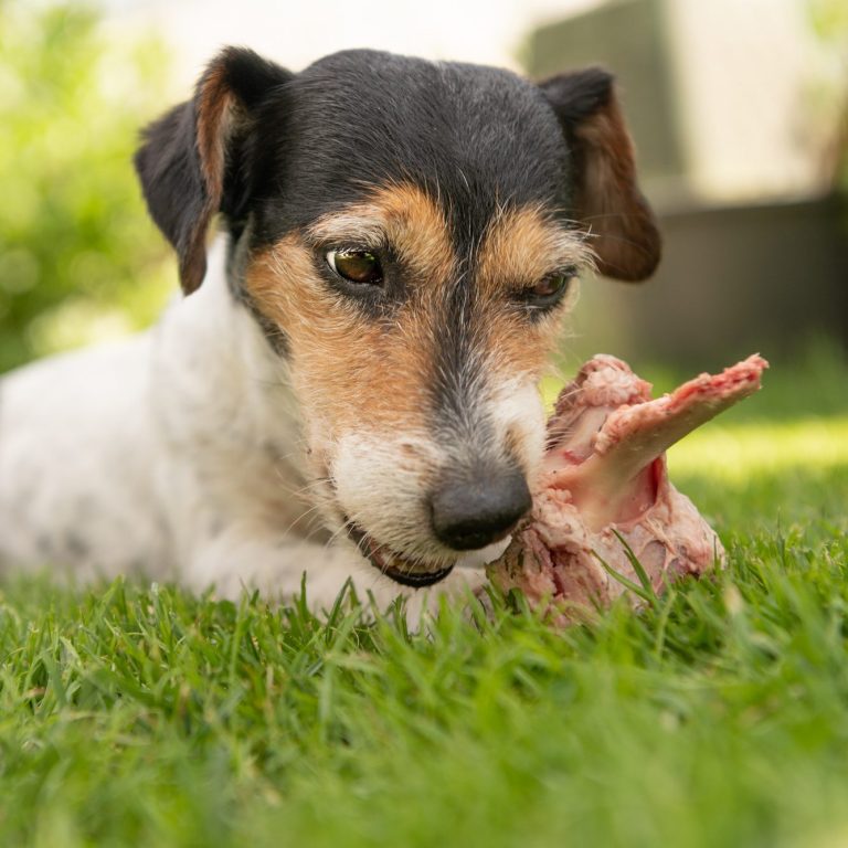 Hund liegt im Gras und kaut an einem Knochen.