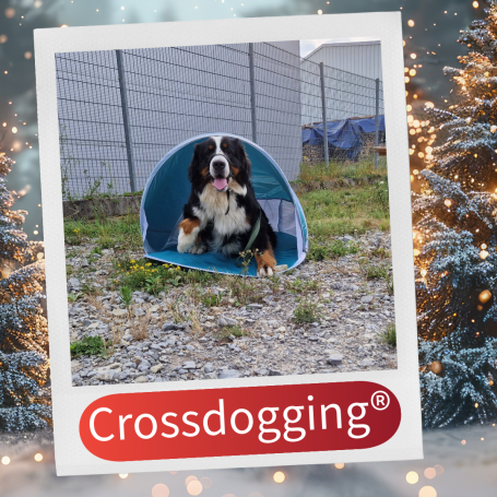 Ein Hund sitzt in einem blauen Zelt auf einem Kiesboden.