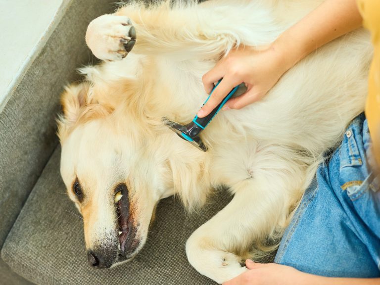 Medical Training Teil 2 - Christiana Gramlich Walldürn Eine Person bürstet einen entspannten Golden Retriever auf einem Sofa.