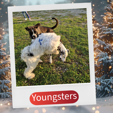 Zwei Hunde spielen auf einer Wiese, umgeben von festlichen Lichtern.