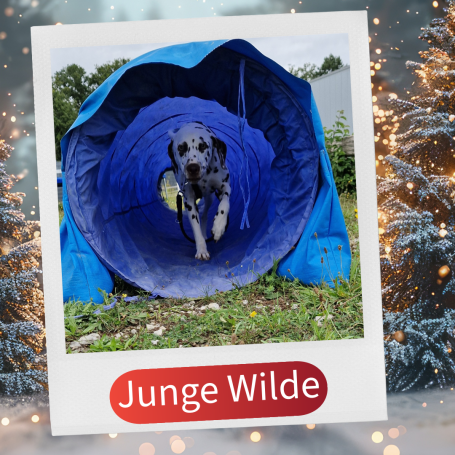 Ein Hund läuft durch einen blauen Tunnel im Freien.