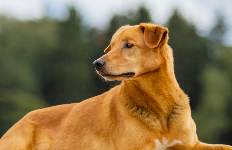 Brauner Hund liegt entspannt auf einem Kissen im Freien, umgeben von Natur.