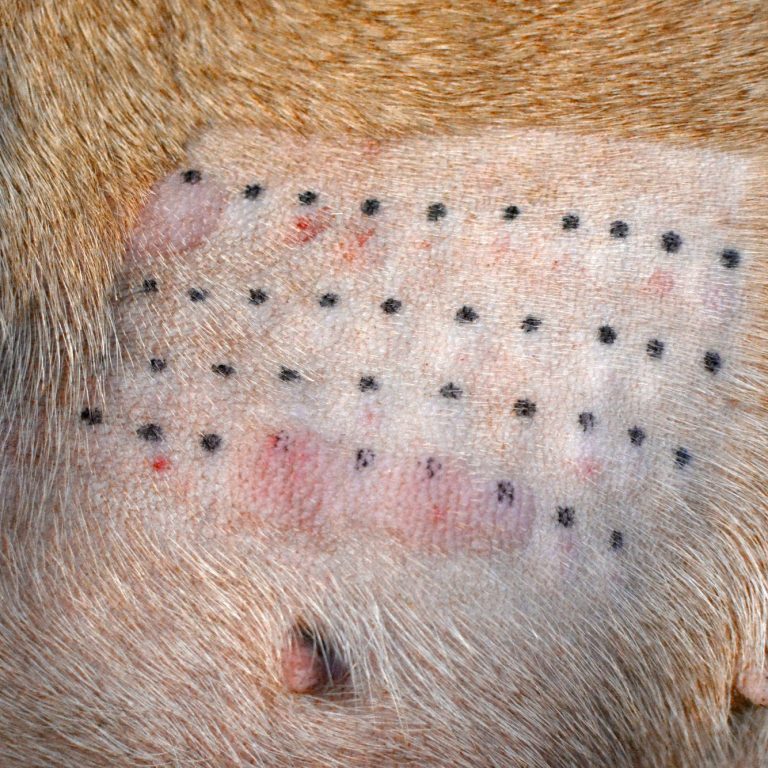 Frau mit Hund spaziert auf einem Weg mit Blumen und Bergen im Hintergrund.