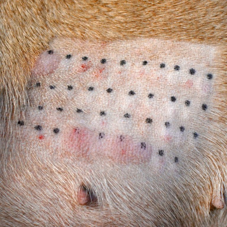 Christiana Gramlich Hundeschule Walldürn Hautfläche mit mehreren kleinen, dunklen Punkten und rötlichen Bereichen.