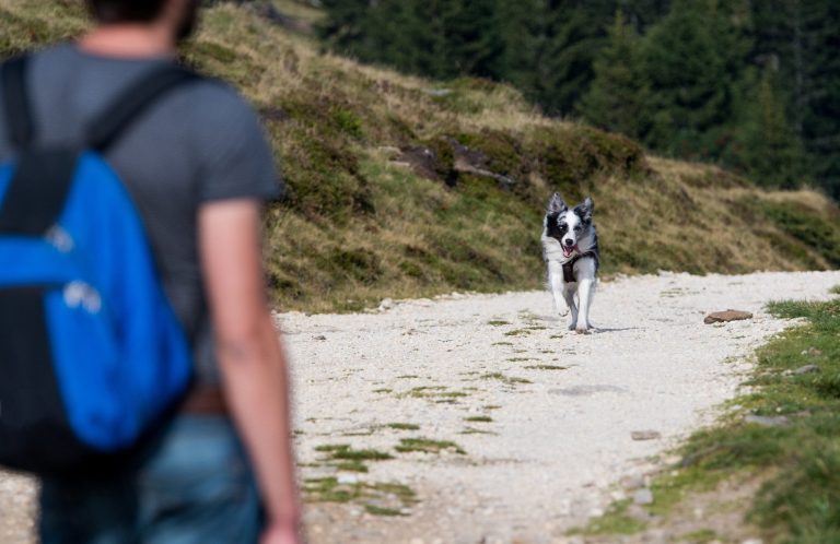 Rückruf Hund Christiana Gramlich Hundetraining Ein Wanderer mit Rucksack beobachtet einen Hund auf einem Wanderweg.