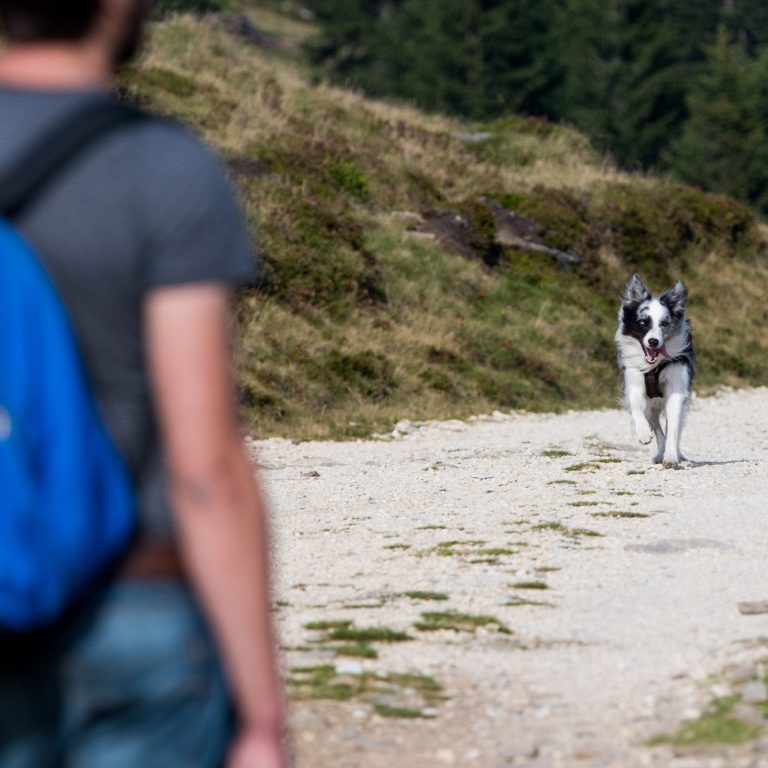 Come Back! Intensivtraining Rückruf Christiana Gramlich Ein Hund läuft auf einen Menschen mit Rucksack auf einem Wanderweg zu.