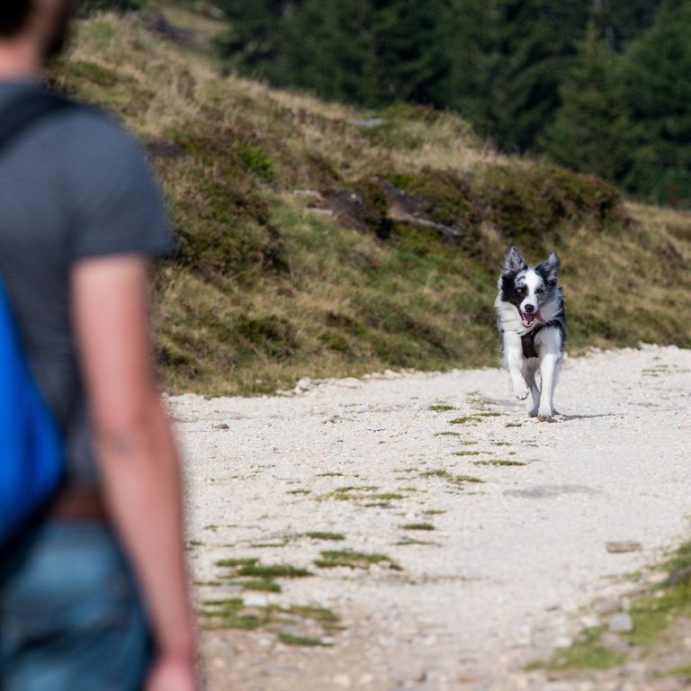 Ein Hund läuft auf einen Person auf einem Weg in einer Hügellandschaft zu.
