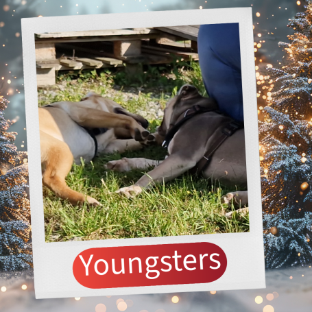 Zwei Hunde liegen entspannt auf dem Gras und spielen zusammen.