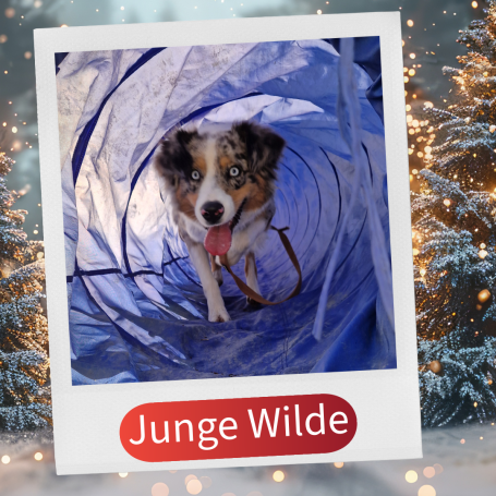 Ein Hund, der durch einen blauen Tunnel läuft, mit fröhlichem Gesichtsausdruck.