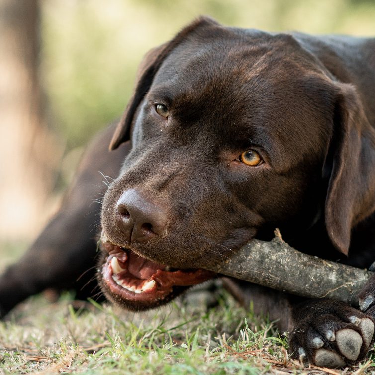 Schokoladenfarbener Hund liegt auf grünem Gras und schaut aufmerksam.
