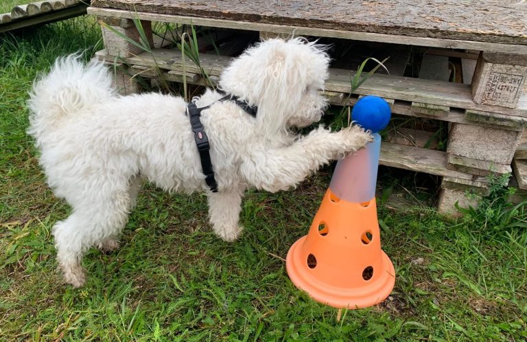 Hund beim Crossdogging Christiana Gramlich Hundetrainerin Weißer Hund spielt mit einem orangen Pylonen in einer grünen Wiese.