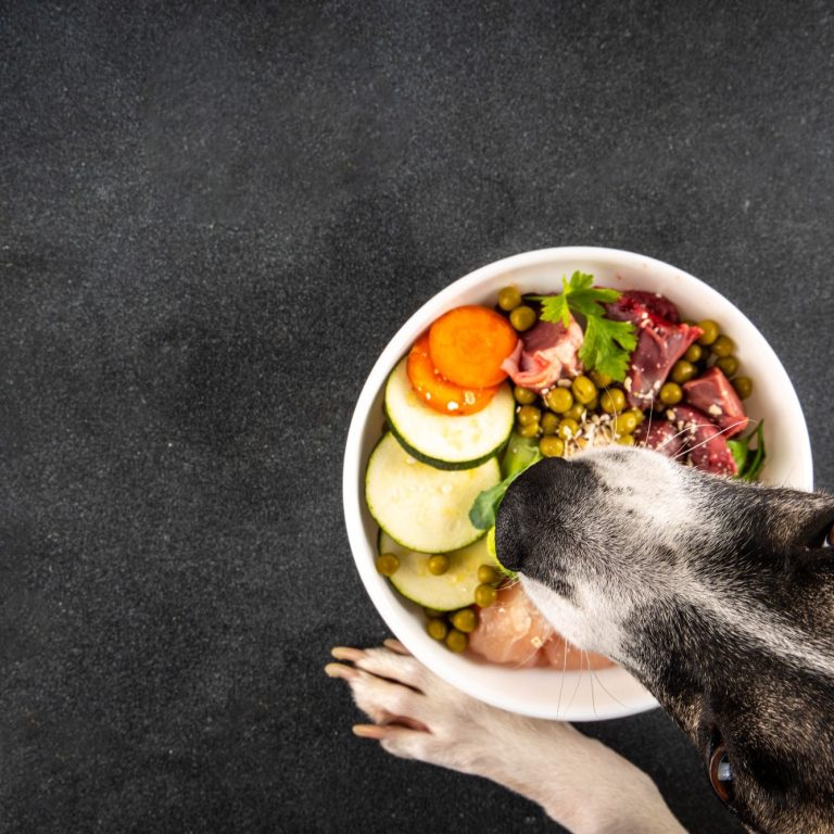 Schüssel mit frischem Gemüse und Fleisch, ein Hund schaut neugierig darauf.