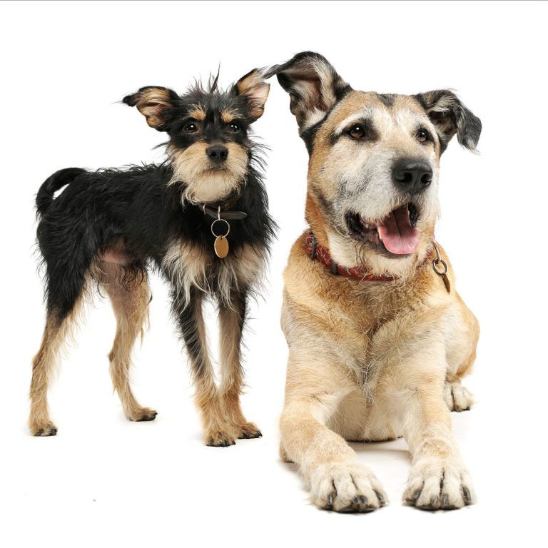 Zwei Hunde stehen und liegen zusammen, einer klein und schwarz, der andere groß und beige.