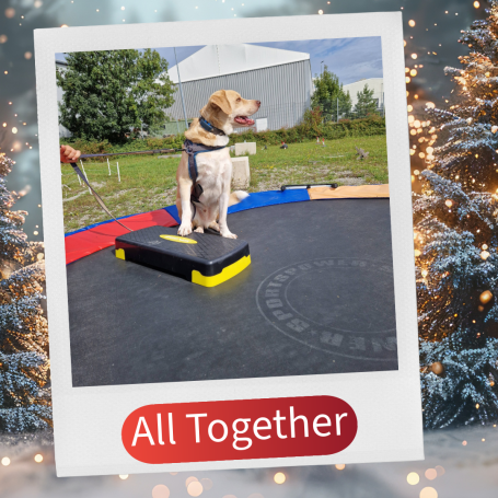 Ein Hund sitzt auf einem schwarzen Kästchen auf einem Trampolin. Weihnachtsdekoration im Hintergrund.