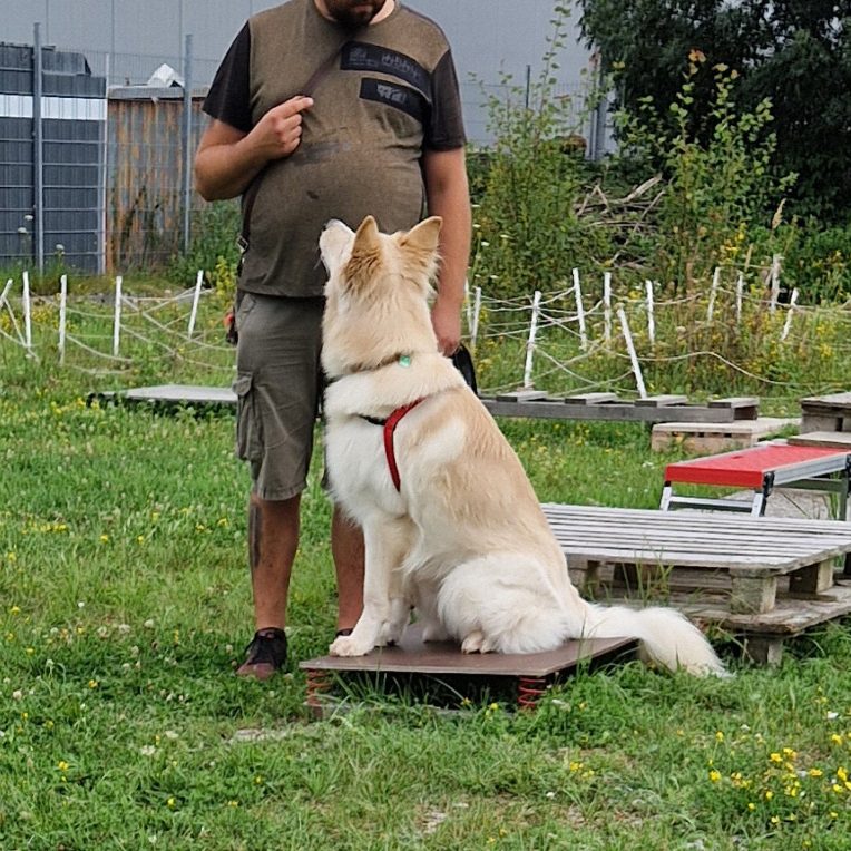 Mann trainiert Labrador-Hund auf einer Wiese mit Holzplattformen im Hintergrund.