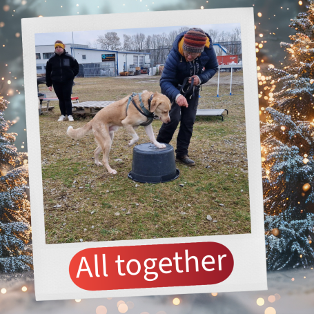 Ein Hund übt mit einer Person, während eine andere Person im Hintergrund steht.